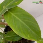 Philodendron Erubescens Green Plant