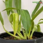 Philodendron Martianum Plant