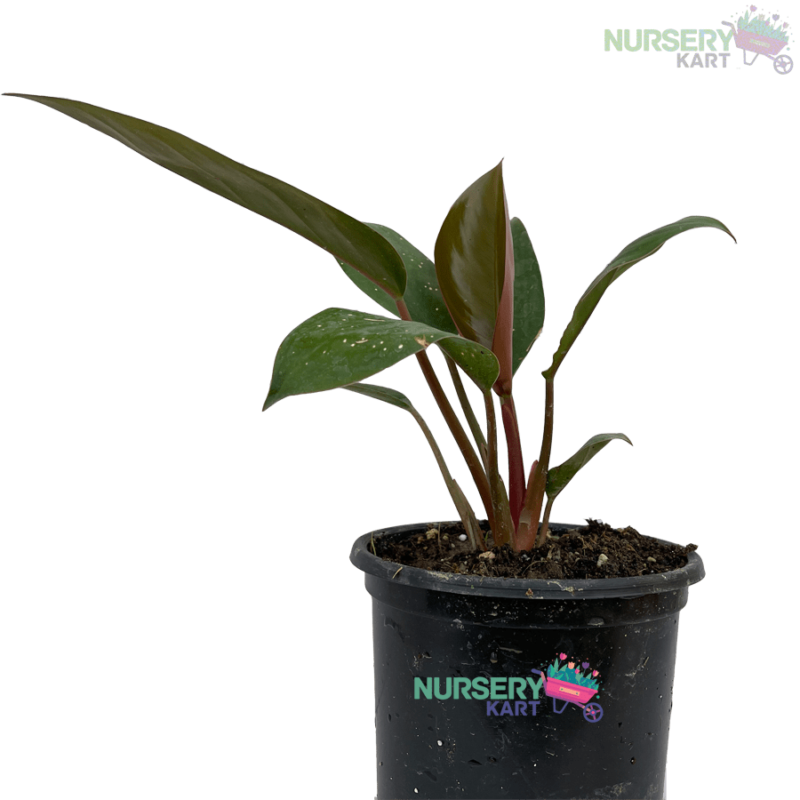 Philodendron Red Plant nursery kart