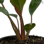 Philodendron Red Plant nursery kart