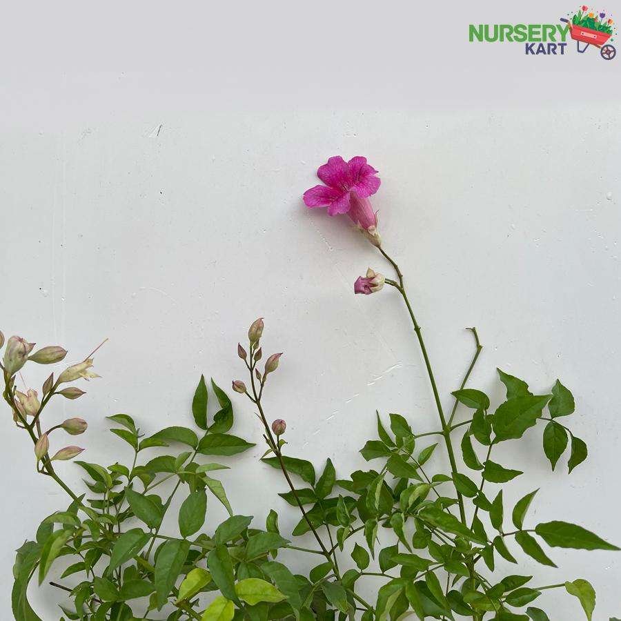 Podranea Ricasoliana Pink Plant Nursery Kart