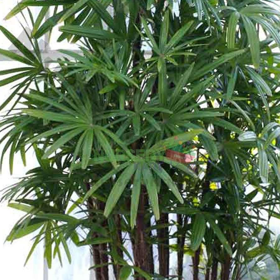 Raphis Palm, Lady Palm Plant