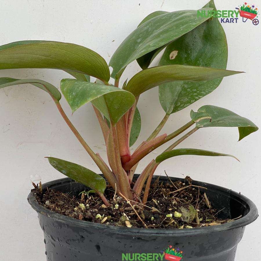 Red Philodendron Plant nursery kart