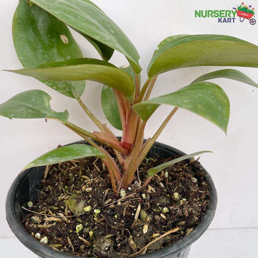 Red Philodendron Plant nursery kart