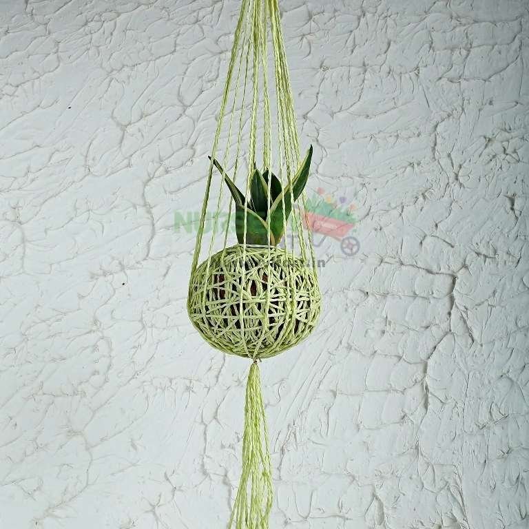 Splendid Sansevieria Hanging Plant