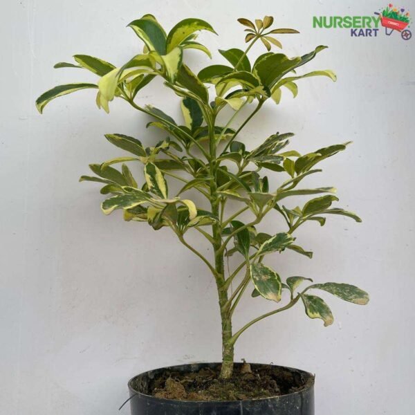 Schefflera Arboricola, Dwarf Umbrella Tree Plant nursery kart