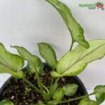 Syngonium Slim Shady Plant