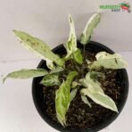 Syngonium Starlite Variegated Plant