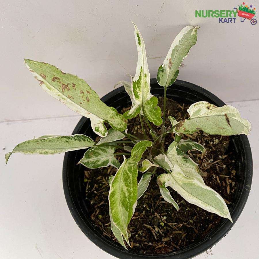 Syngonium Starlite Variegated Plant