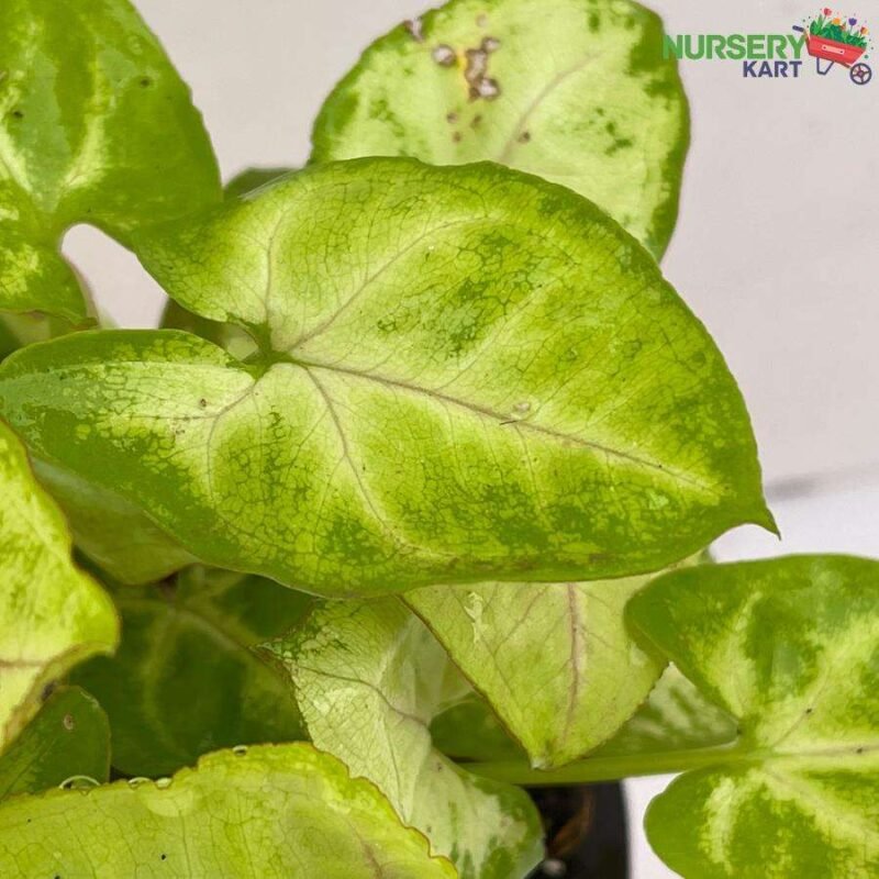 Syngonium Yellow Neon Variegated Plant