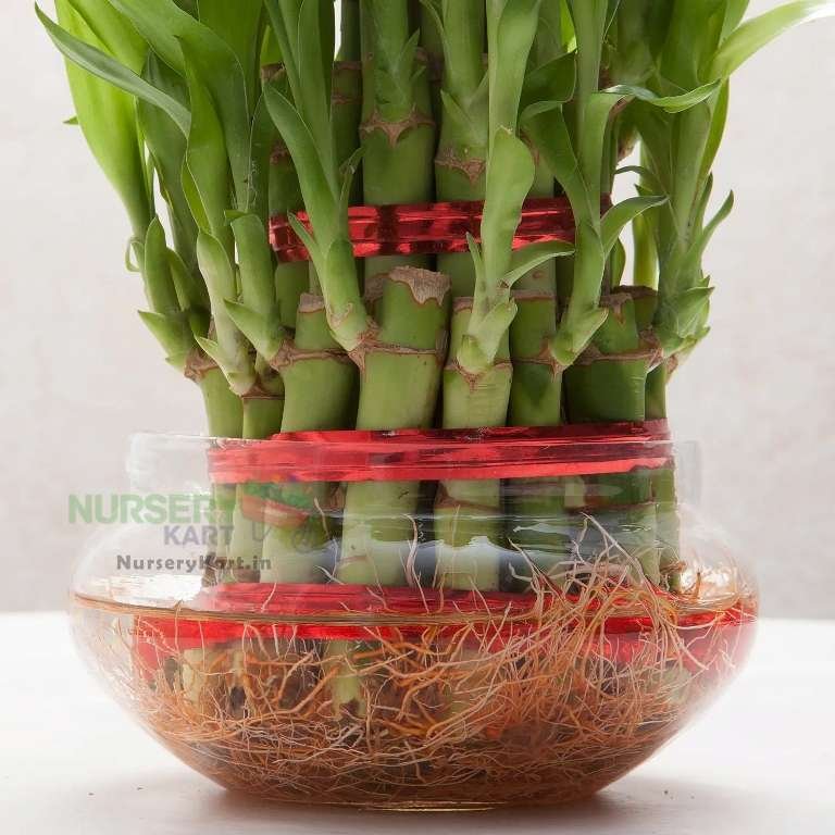 Lucky Three Layer Bamboo Plant