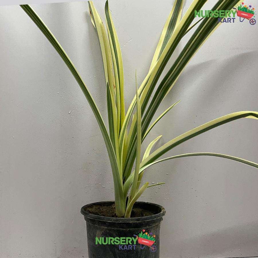 Variegated Spider Lily Plant