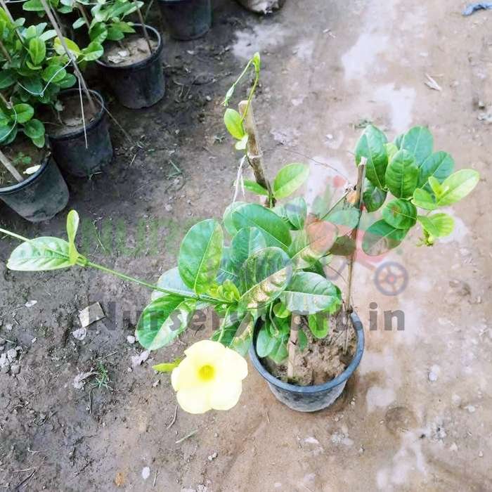 Allamanda Creeper Plant (Yellow)