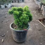 Aralia Plant with Plastic Pot