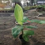 Hybrid Banana Plant - G9 - Kela