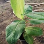 Hybrid Banana Plant - G9 - Kela
