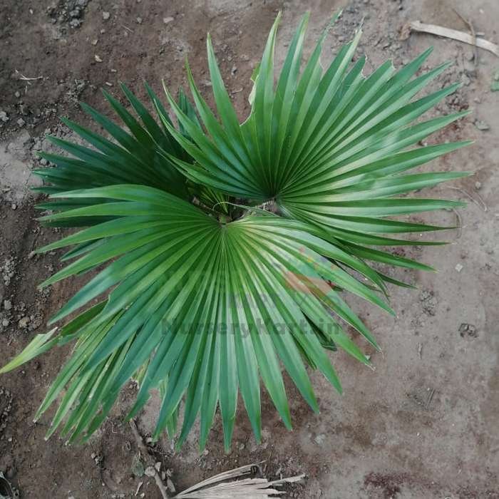 Chinese Fan Palm Plant