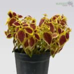 Coleus (Maroon) Plant
