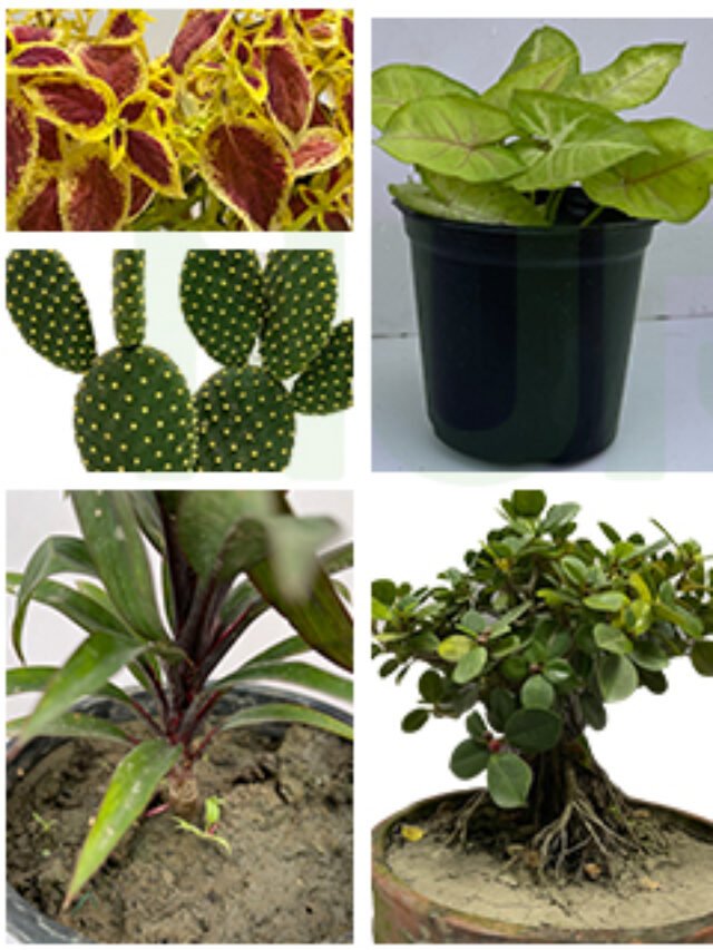 Houseplants that Grow in Water