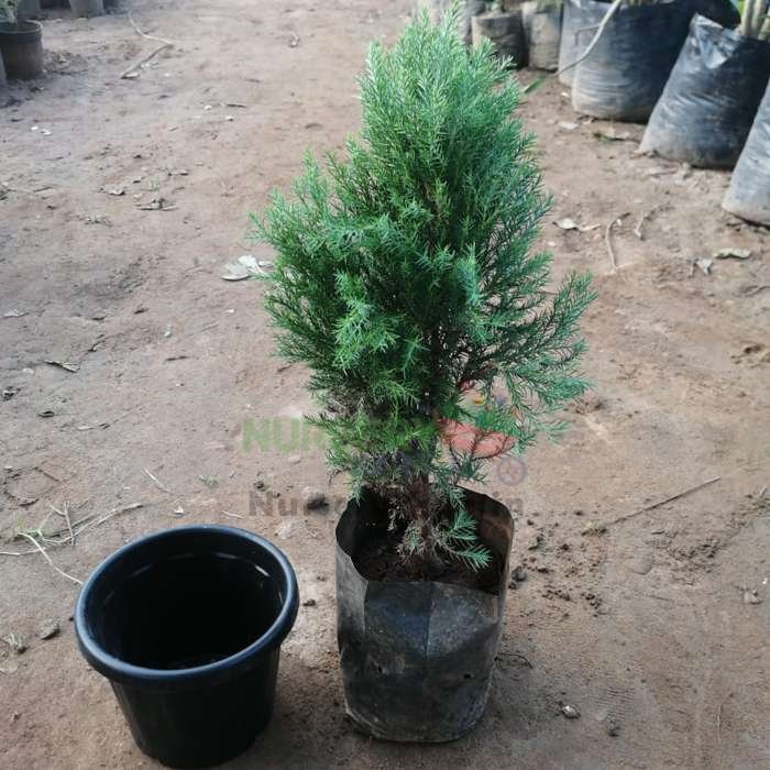 Green Cypress Plant