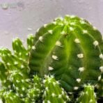 Echinopsis Eyriesii Cactus