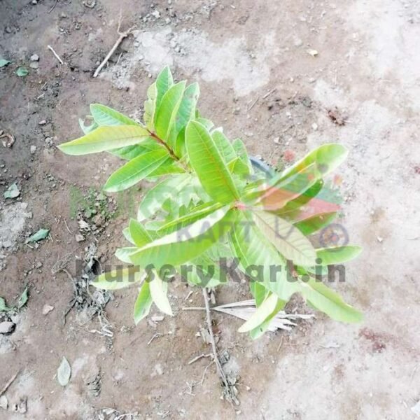 Guava Plant, Amrud (kalam)