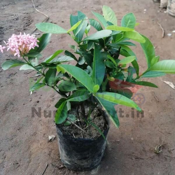 Ixora Mini Dwarf Plant (Pink Flower Plant)