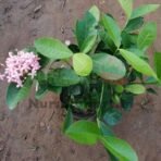 Ixora Mini Dwarf Plant (Pink Flower Plant)