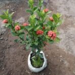 Ixora Mini Dwarf (Red Flowers) Plant