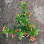 Ixora Mini Dwarf (Red Flowers) Plant