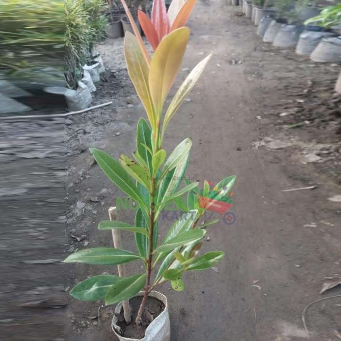Red Ficus Plant (Long Leaf)`