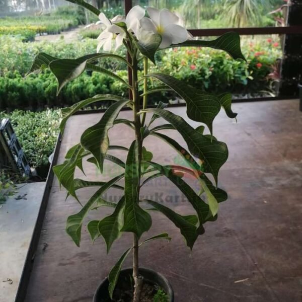 Cotika Champa Plant, Plumeria Pudica Plant