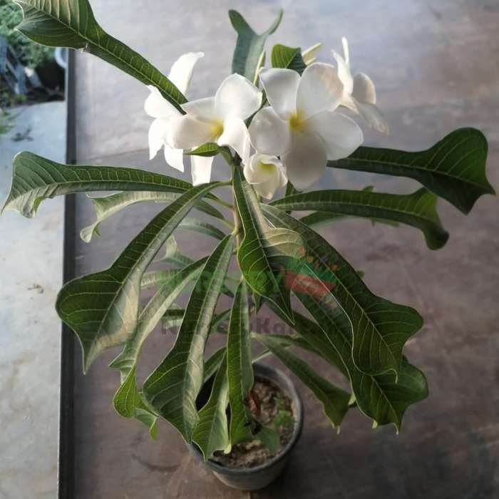 Cotika Champa Plant, Plumeria Pudica Plant
