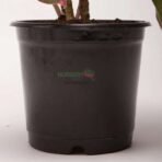 Red Aglaonema Plant in Black Plastic Pot