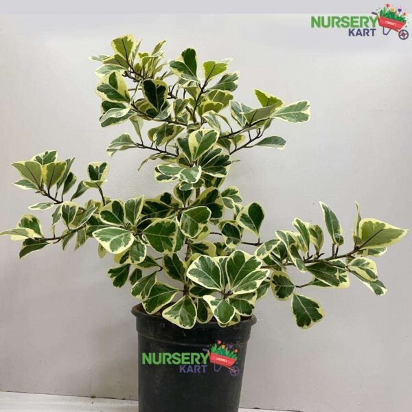 Triangularis Ficus Variegata Plant - The Sweetheart Tree - LushGreen