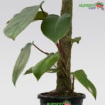 Blushing Philodendron (Philodendron Erubescens) nursery kart