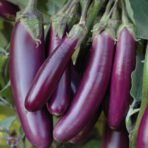 Brinjal Purple Long Seeds (बैंगन)