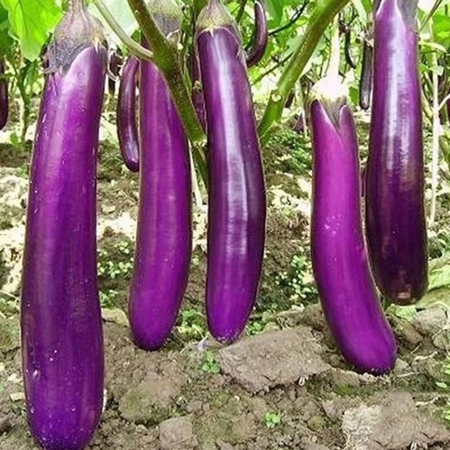 Brinjal Purple Long Seeds (बैंगन)