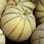Musk Melon Seeds खरबूजा