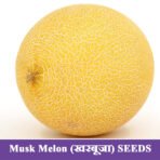Musk Melon Seeds खरबूजा