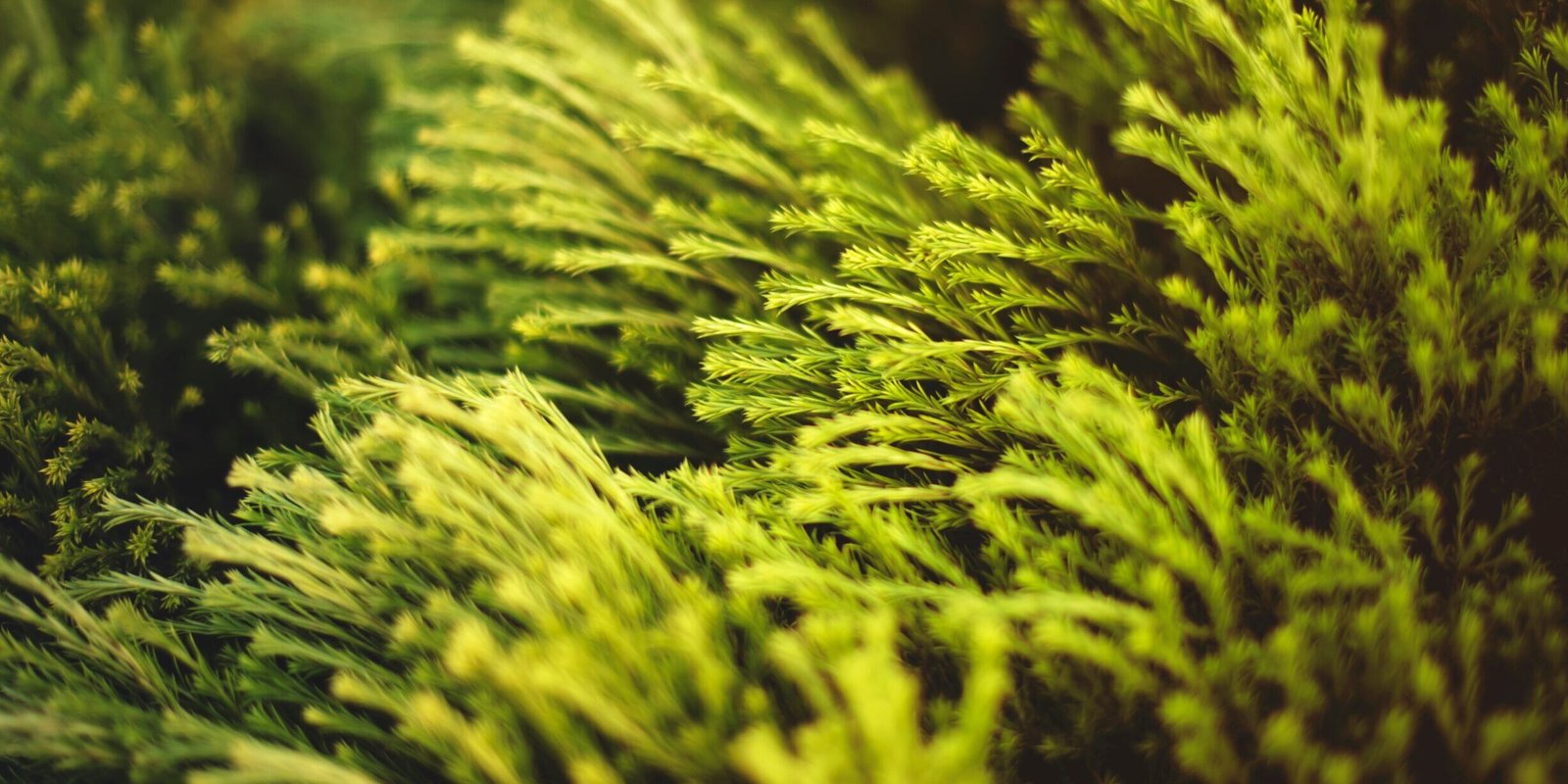 green plants