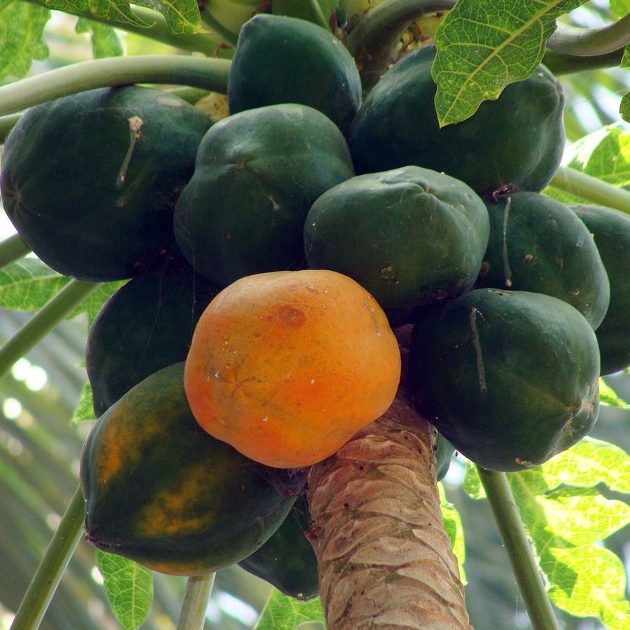 Papaya Seeds (पपीता)