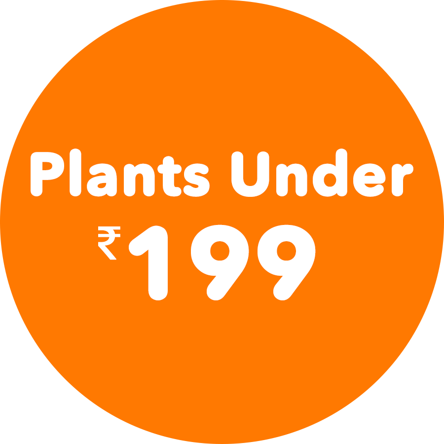 plants-under-199