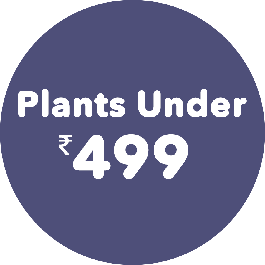plants-under-499