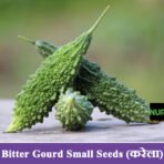 Bitter Gourd Small F1 Seeds (करेला)