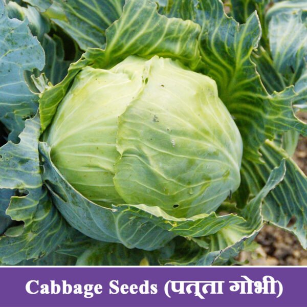 Cabbage Seeds पत्ता गोभी
