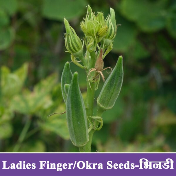 Green Ladies Finger - Okra Seeds Hybrid - भिंडी