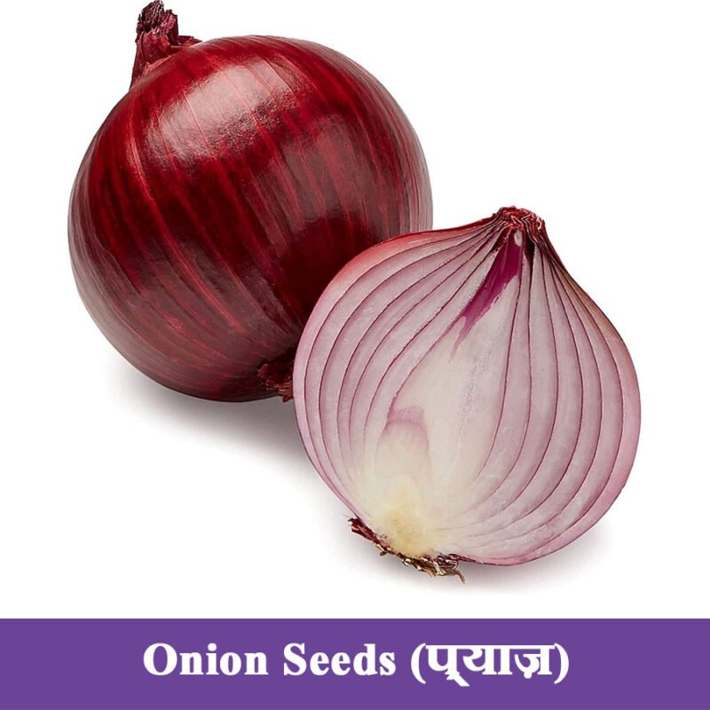 Onion Seeds प्याज़