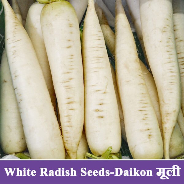 White Radish Seeds-Daikon मूली