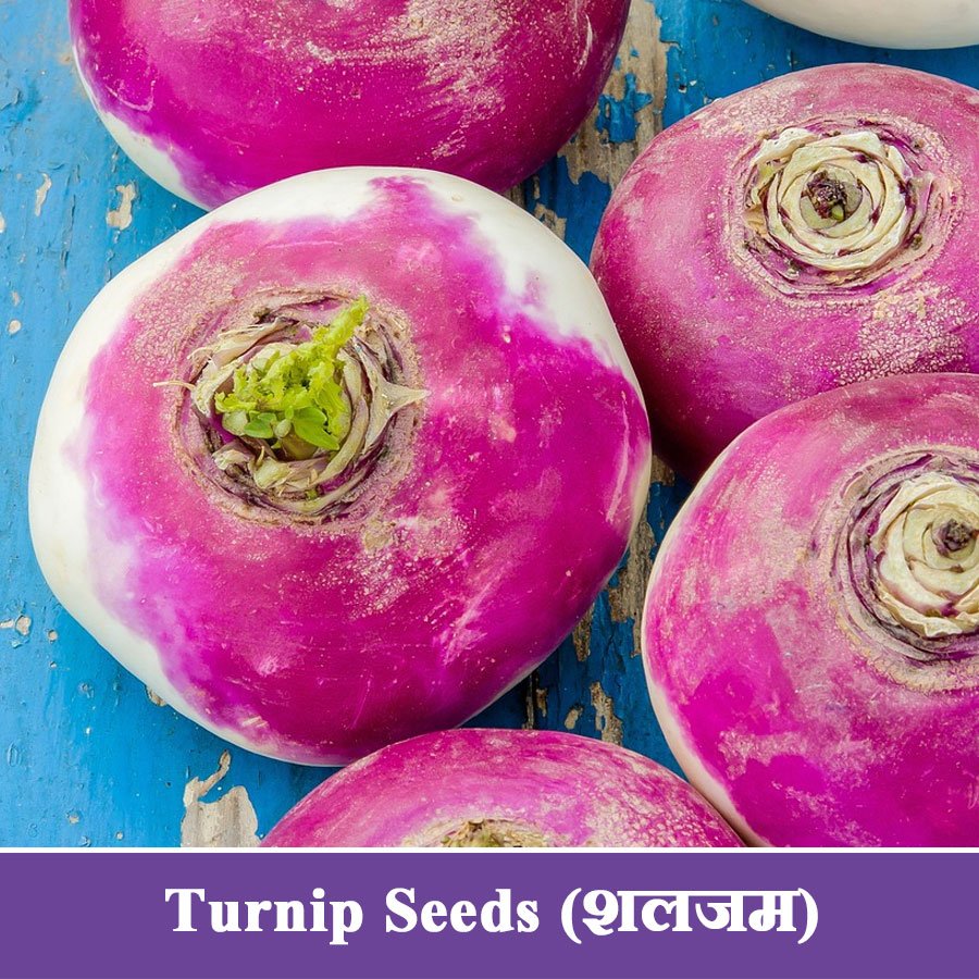 Turnip Seeds (शलजम)